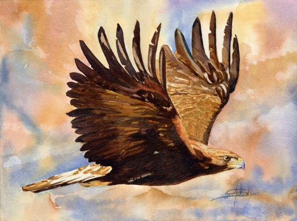 Golden Eagle